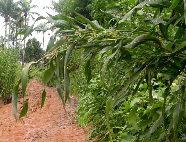 Larme de Job au Congo