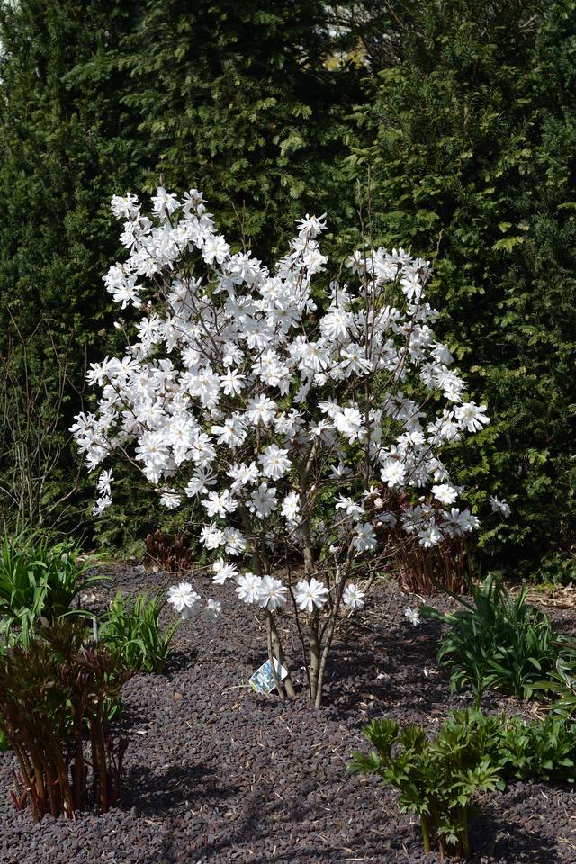 Magnolia stellata en fleurs