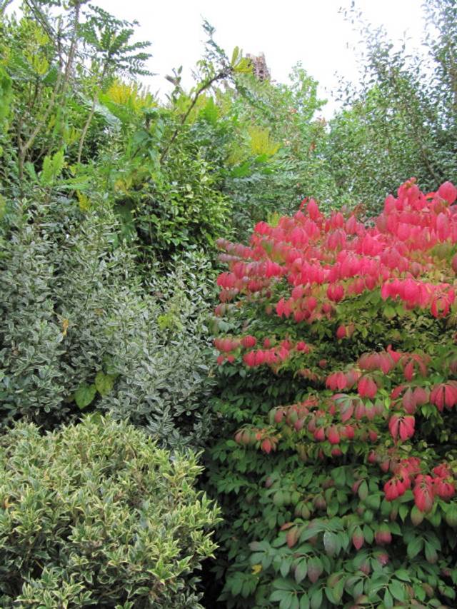 Osmanthus heterophyllus 'Variegatus' (en bas à gauche), avec, Rhamnus alaternus 'Argenteovariegatus' (milieu gauche), Mahonia 'Lionel Fortescue' (coin haut-gauche) et Euonymus alatus 'Compactus' (feui