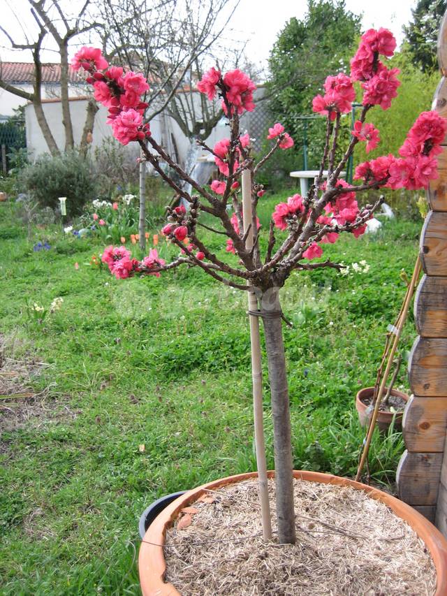 Pêcher en pot - floraison