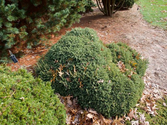 Picea glauca 'Echiniformis'