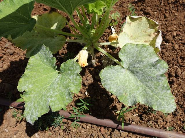 Pied de courgettes atteint par l'oïdium