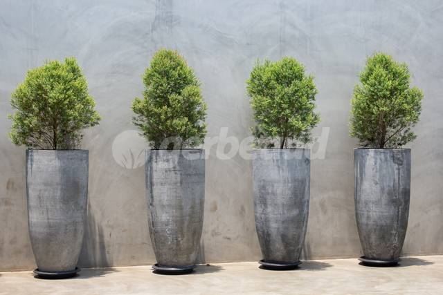 Mélange intéressant des pins issus de semis et du béton