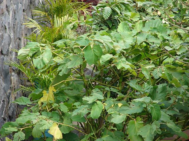 Poivrier mexicain, Piper auritum