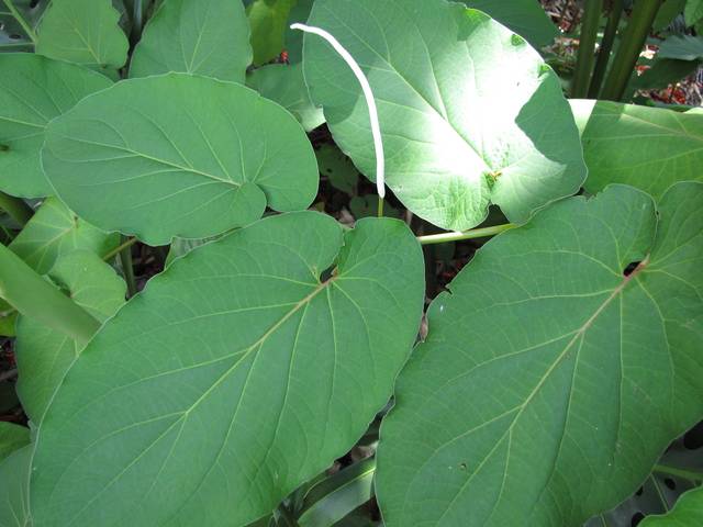 Etonnantes inflorescences et feuilles de Piper auritum