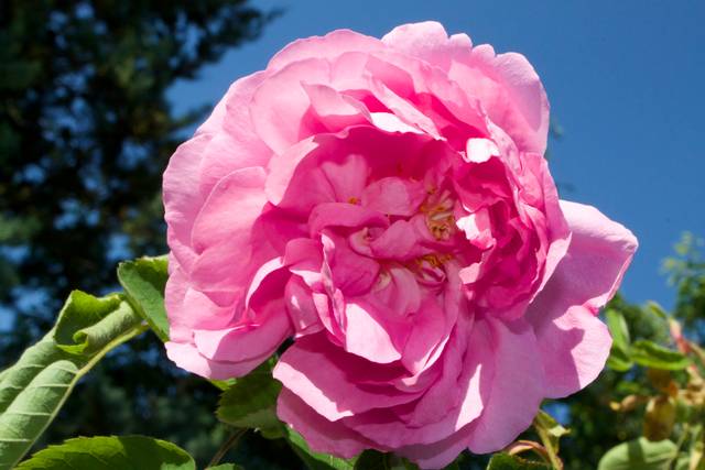 Rosa centifolia musc. 'Salet' (Lacharmé 1854)