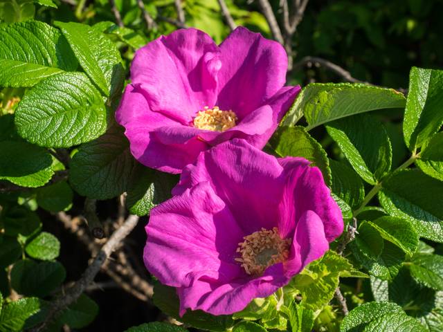 Rosa rugosa