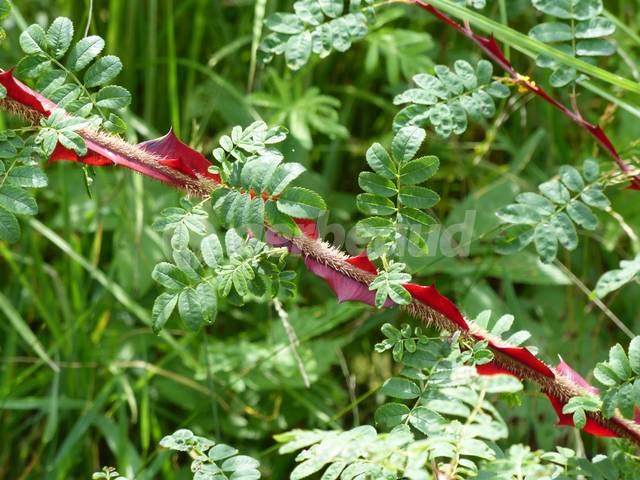 Rosa sericea 'Pteracantha' (aiguillon)
