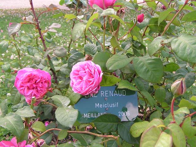 Rosier 'Line renaud'