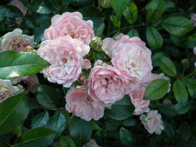 Rosier 'The Fairy'