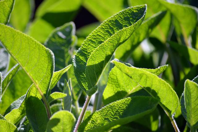 Sauge officinale condimentaire - Salvia officinalis 'Ami du Jardinier