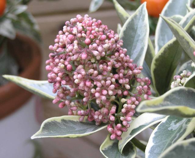 Skimmia japonica 'Magic Marlot' 