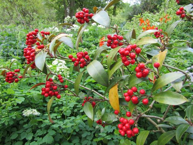 Skimmia japonica reevesiana 'Chilan Choice'