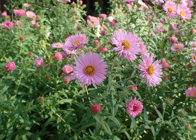 Symphyotrichum (aster) novae-angliae 'Harrington's Pink'