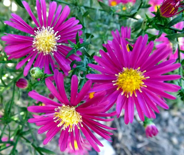 Symphyotrichum novi-belgii 'Winston Churchill' (New York Aster)