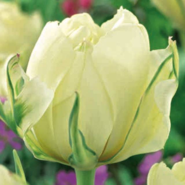 Tulipe 'White Valley' (D.R. / Elan)