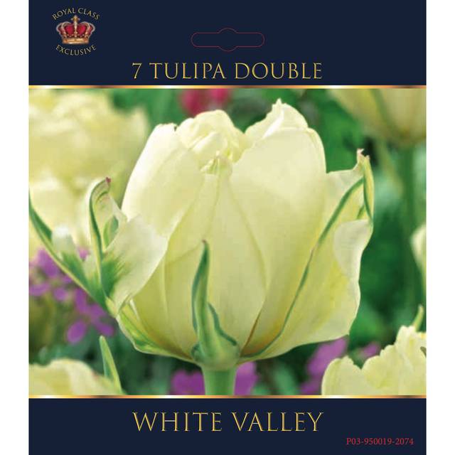 Tulipe 'White Valley' (filet) (D.R. / Elan)