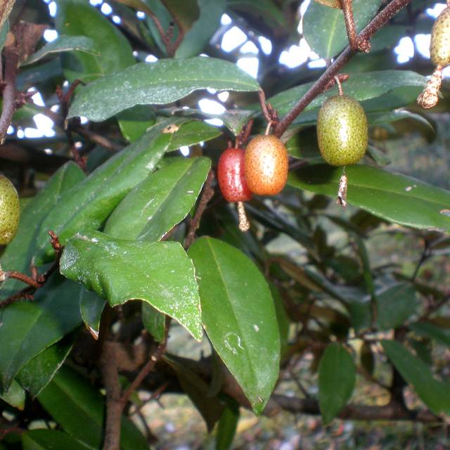Elaeagnus ebbingei - fruits (Consultaplantas / Wikimedia)