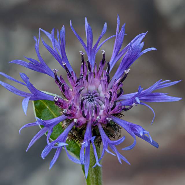 Centaurea montana - Bleuet des montagnes - fleur (Andy Morffew / flickr.com)