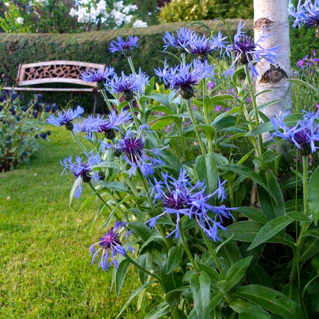 Centaurea montana - Bleuet des montagnes (Dave Gunn / flickr.com)