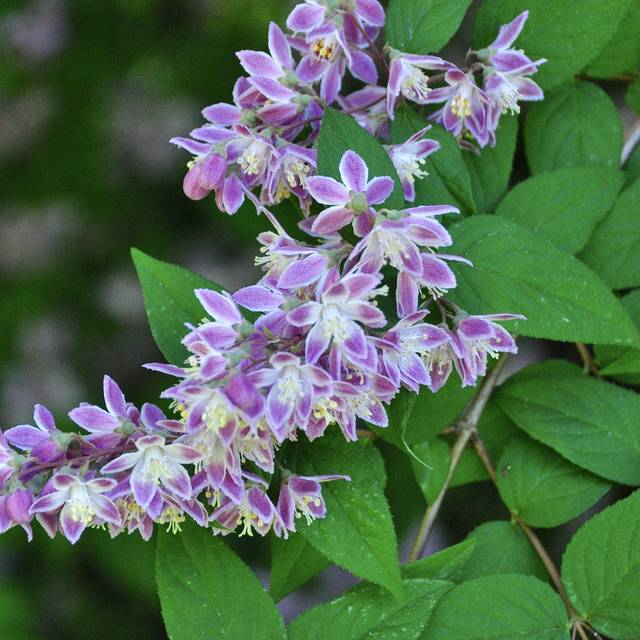 Deutzia 'Perle Rose' (Dawn W / Pixabay.com)