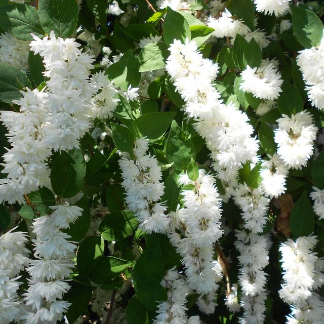 Deutzia scabra 'Pride of Rochester' (Kevin Burnett / flickr.com)