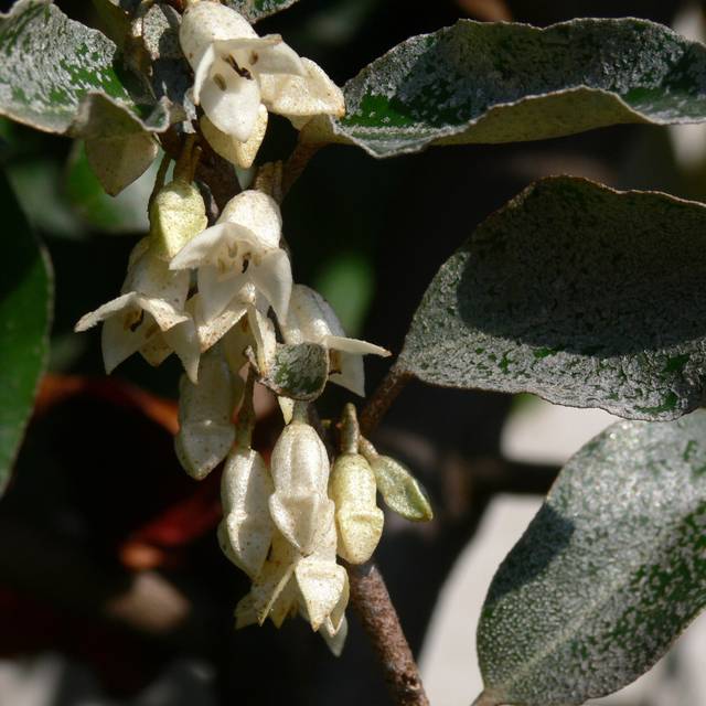 Elaeagnus ebbingei - fleurs (Leo Michels / Wikimedia)