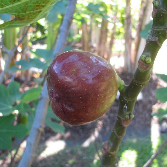 Figue Brown Turkey - fruit (Forest and Kim Starr / Wikimedia)