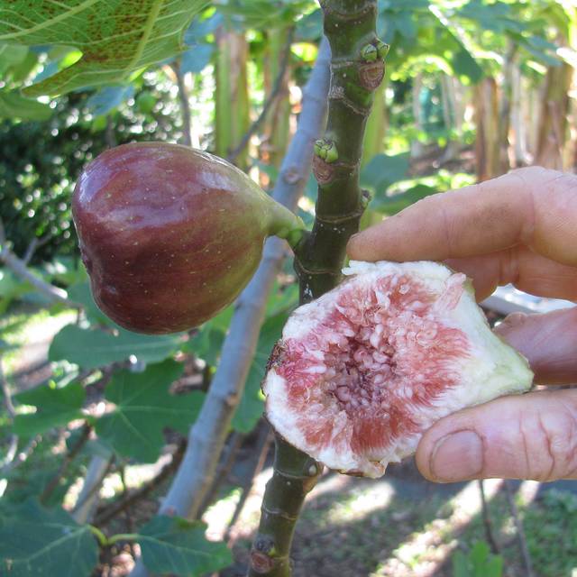 Figue Brown Turkey - fruit ouvert (Forest and Kim Starr / Wikimedia)