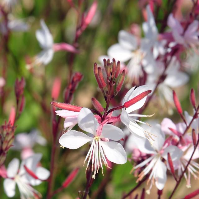 Gaura lindheimeri à fleurs blanches (irairopa / Adobe Stock)