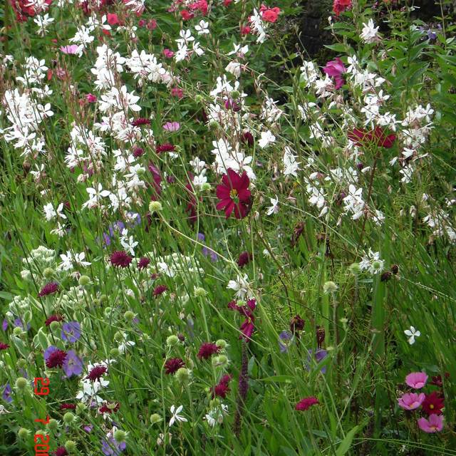 Gaura à fleurs blanches (Peganum / flickr.com)