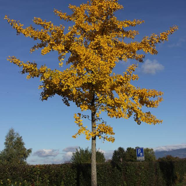 Ginkgo biloba à l'automne (Björn S. / flickr.com)