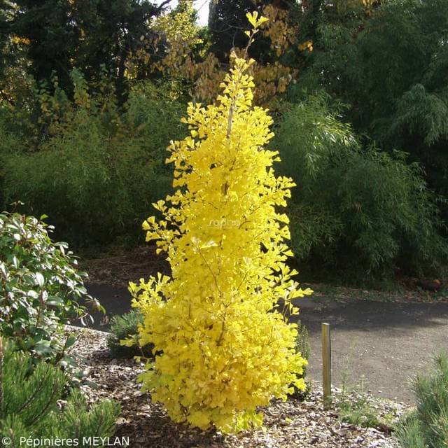 Ginkgo biloba 'Blagon' à l'automne (Sapho)
