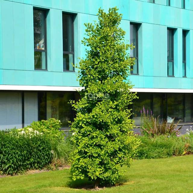 Ginkgo biloba 'Blagon'  (Sapho)