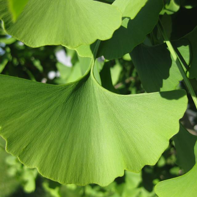 Ginkgo biloba - feuille (Kricket / flickr.com)