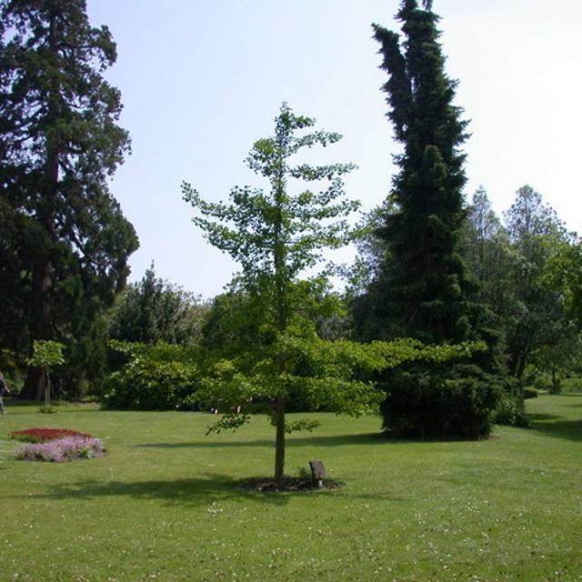 Ginkgo biloba en isolé (Keith Edkins / Wikimedia)