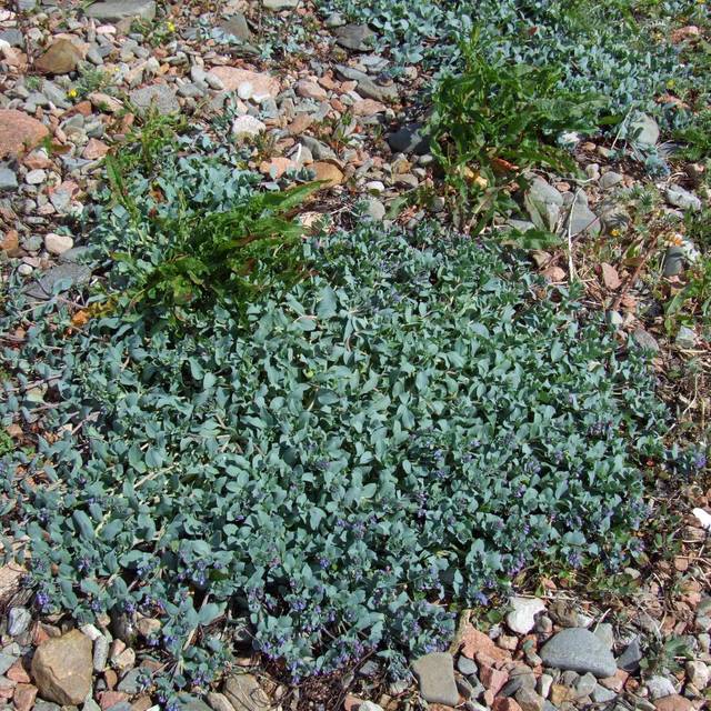 Mertensia maritima - Plante à huître (nz_willowherb / flickr.com)