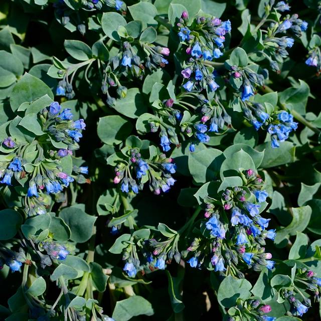 Mertensia maritima - Plante à huître (nz_willowherb / flickr.com)