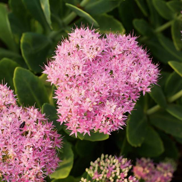 Orpin d'automne 'Brilliant' - fleurs (F. D. Richards / flickr.com)