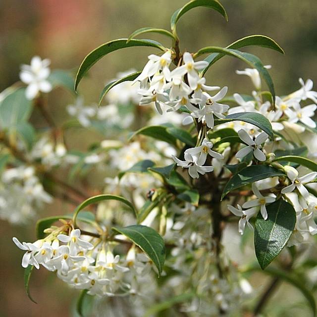 Osmanthus x burkwoodii (Andy / Andrew Fogg / flickr.com)