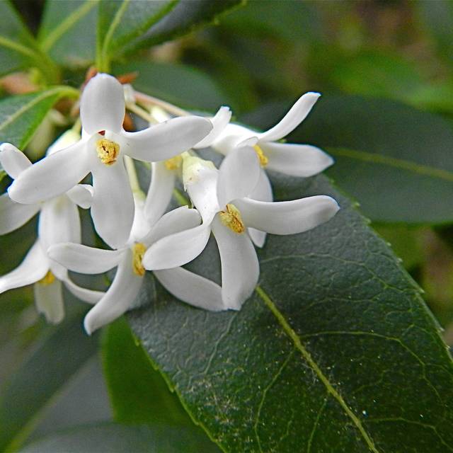 Osmanthus x burkwoodii - fleurs (Peter Stevens / flickr.com)