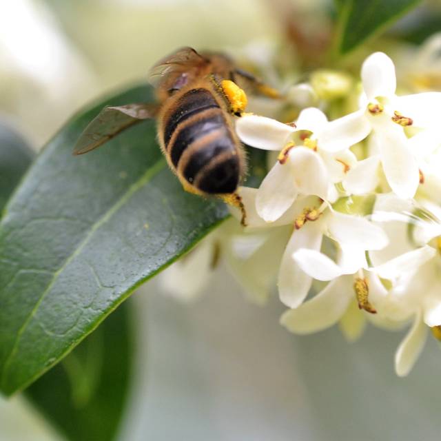 Osmanthus delavayi (Conall / flickr.com)