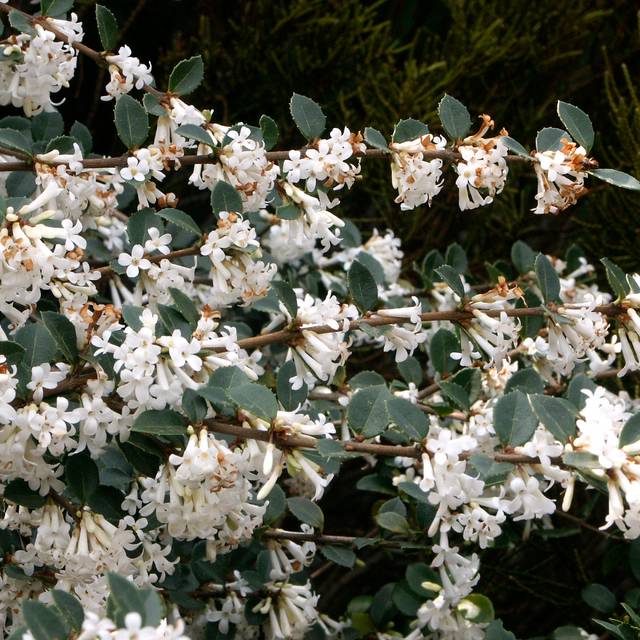 Osmanthus delavayi (Scott Zona / flickr.com)