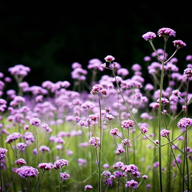 Verveine de Buenos Aires (Judy Dean / flickr.com)
