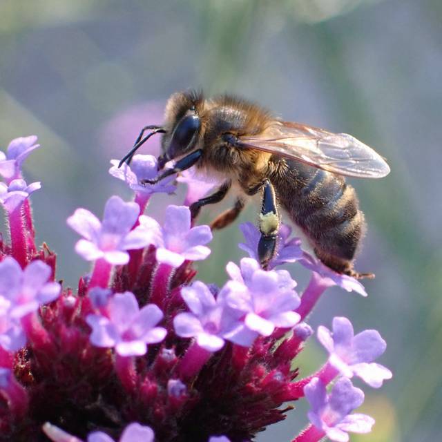 Verveine de Buenos Aires, fleur mellifère (Conall / flickr.com)