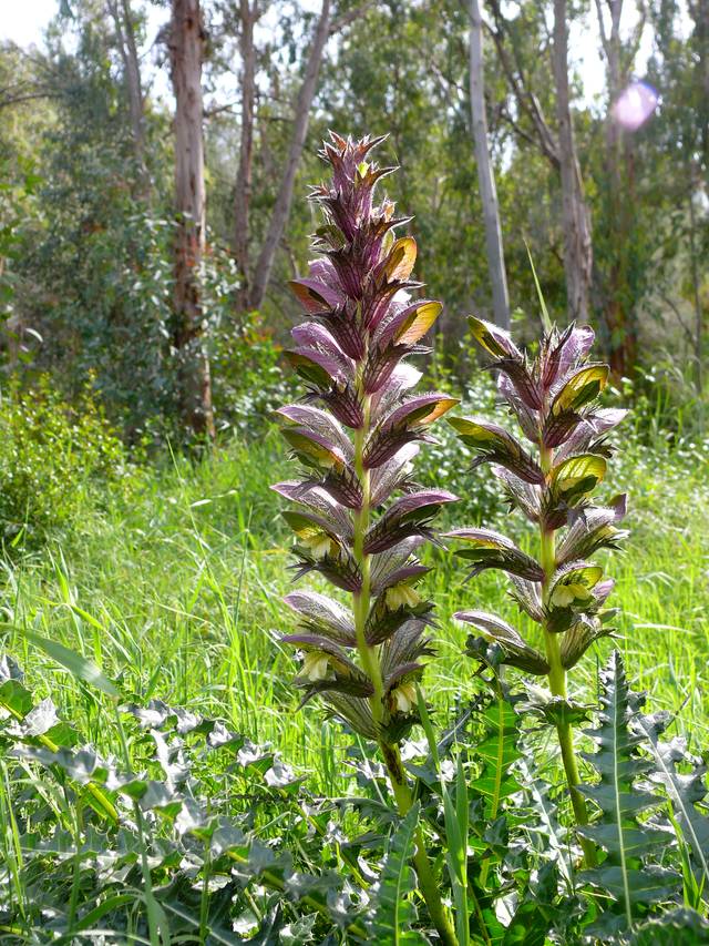 Acanthus syriacus