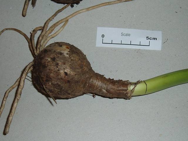 Amaryllis belladonna : bulbe