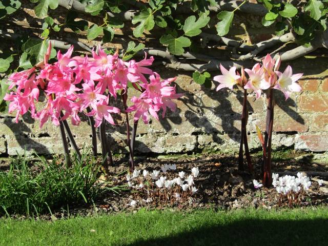 Amaryllis belladonna et cyclamen, fin septembre