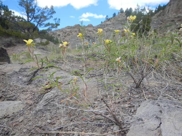 Calylophus serrrulatus dans son milieu naturel (Montana)