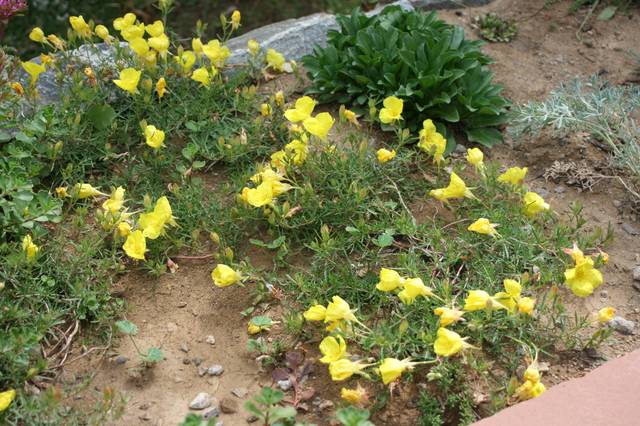 Calylophus serrulatus en sol sec